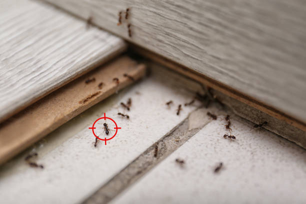 Best Best Pest Control Companies  in Midway, AR